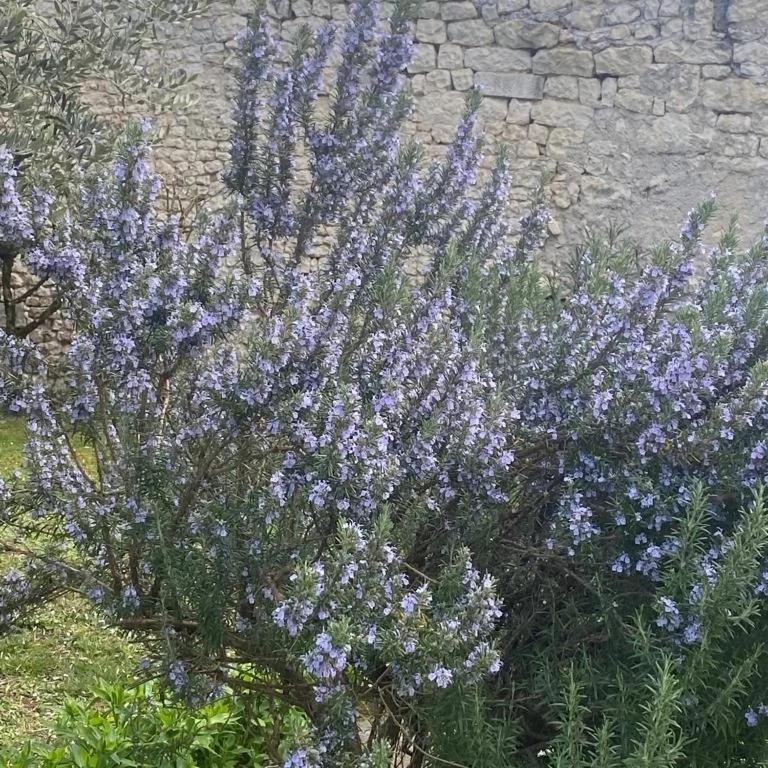 Domaine De Pladuc Panzió Lachaise Kültér fotó
